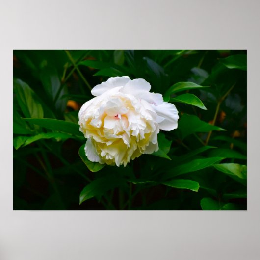 Peony Poster (Voorkant)