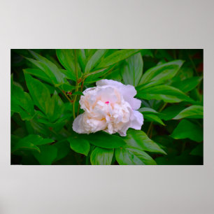 Peony Poster