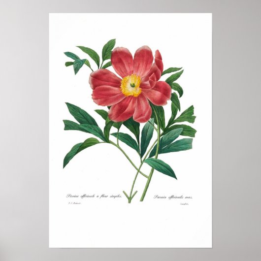 Peony Poster (Voorkant)