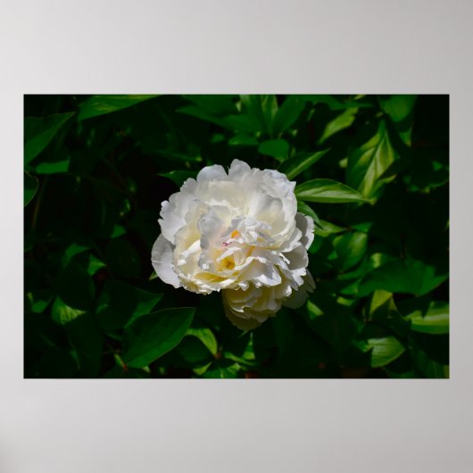 Peony Poster (Voorkant)