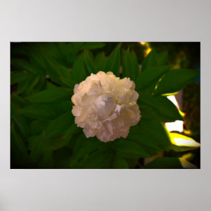 Peony Poster