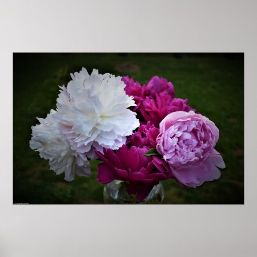 Peony Poster (Voorkant)