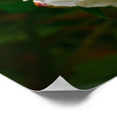 Peony Poster (Hoek)