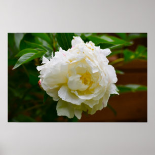 Peony Poster