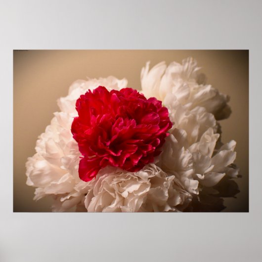 Peony Poster (Voorkant)