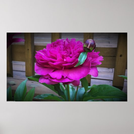 Peony Poster (Voorkant)