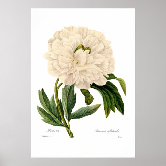 Peony Poster (Voorkant)