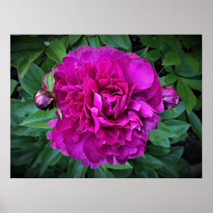 Peony Poster