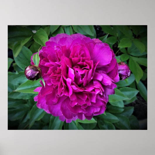 Peony Poster (Voorkant)