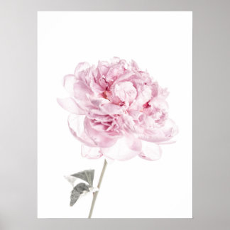 Peony print Peony Wall Art Fine Art fotografie