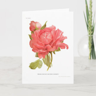 Peony 'Reine Elizabeth' Kaart