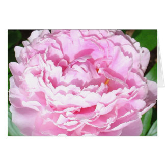 Peony rose