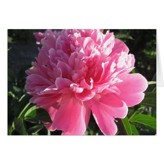 Peony rose (Devant Horizontal)