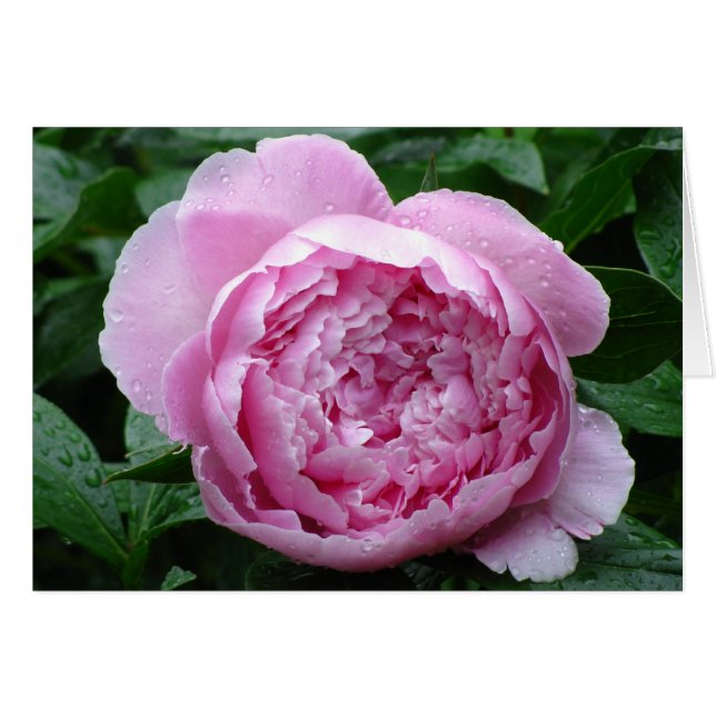 Peony rose (Devant Horizontal)