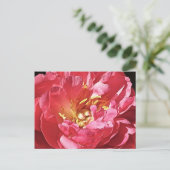 Peony rose, carte postale (Debout devant)
