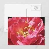 Peony rose, carte postale (Devant / Derrière)