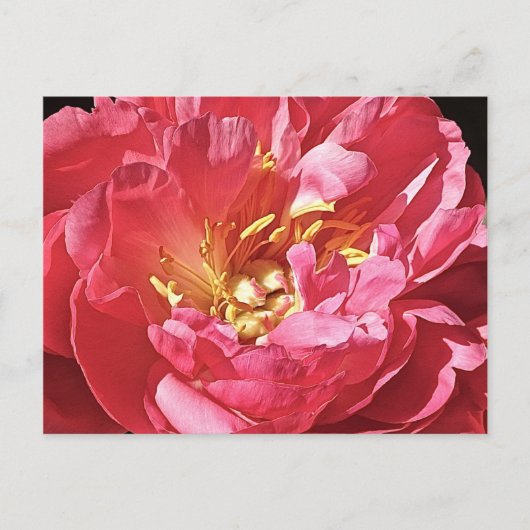 Peony rose, carte postale (Devant)