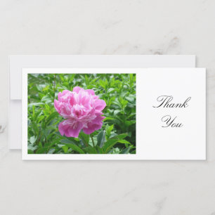 Peony rose - Merci