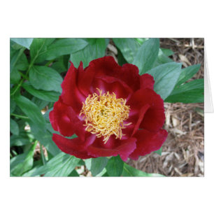 Peony rouge