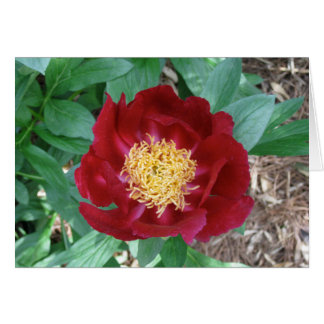 Peony rouge