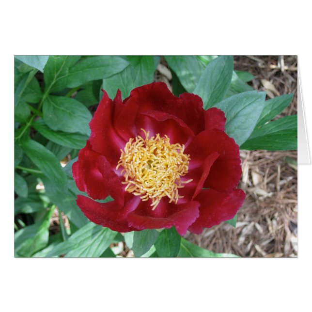 Peony rouge (Devant horizontal)