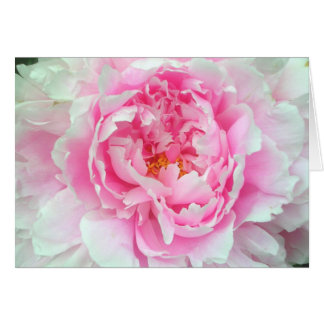 Peony 'Sarah Bernhardt'