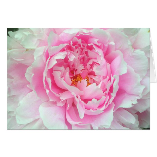 Peony 'Sarah Bernhardt' (Voorkant Horizontaal)