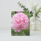 Peony "Sarah Bernhardt" : Carte postale (Debout devant)