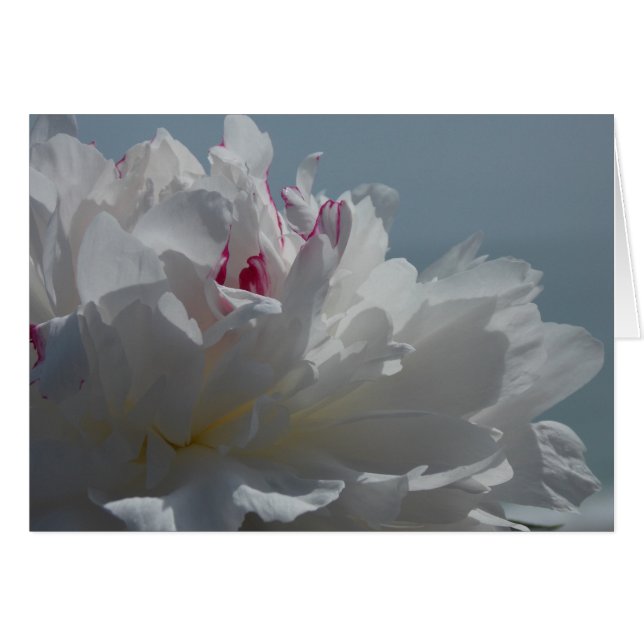 Peony Will Travel (Voorkant Horizontaal)