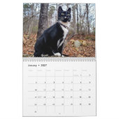 Pepe, Une Année Dans Le Calendrier De Vie (Jan 2027)