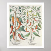 Peper: 1.Piper Indicum maximum longum; 2.Piper I Poster (Voorkant)