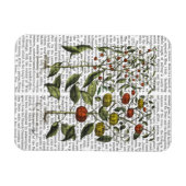 Peper 4 magneet (Horizontaal)