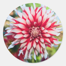 Pepermunt Dahlia Sticker