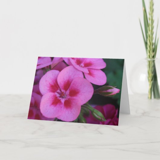 pepermuntroze geranium kaart (Voorkant)
