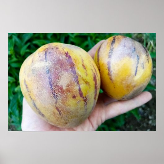 Pepino Melon vruchten Poster (Voorkant)