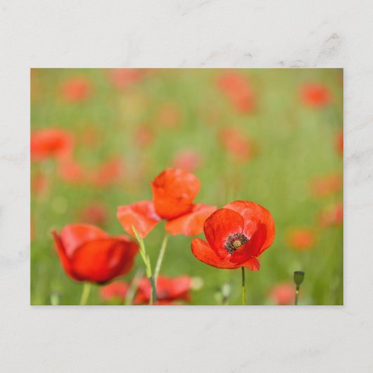 Pépites dans un champ de pavot carte postale (Devant)