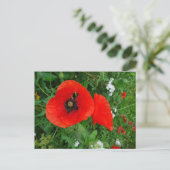 Pépites rouges avec do-it-yourself carte postale (Debout devant)