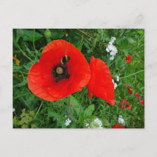Pépites rouges avec do-it-yourself carte postale