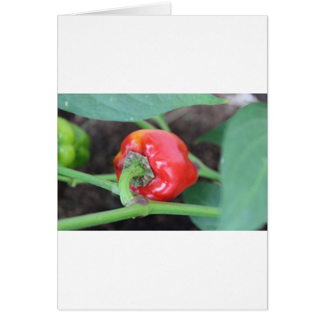 Pepper Garden Mix (Voorkant)