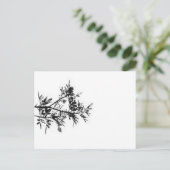 Pepper Tree Flowers Feuille Nature Carte postale (Debout devant)