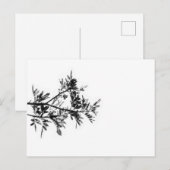 Pepper Tree Flowers Feuille Nature Carte postale (Devant / Derrière)