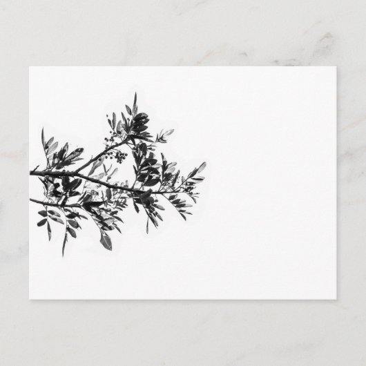 Pepper Tree Flowers Feuille Nature Carte postale (Devant)