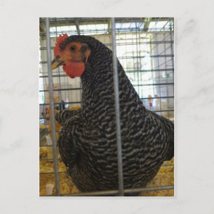 Peppered Chicken Briefkaart