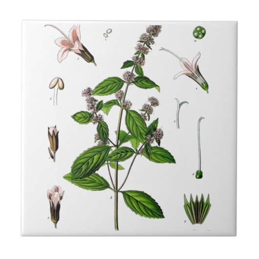 Peppermint Tegeltje (Voorkant)