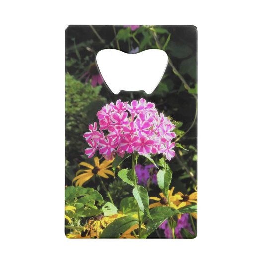 Peppermint Twist Phlox dans le jardin des fleurs (Devant)