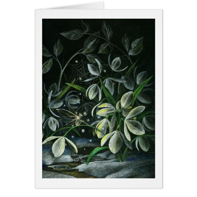 Perce-neiges la nuit (Devant)