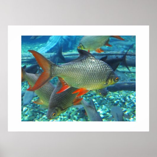 Perch Poster (Voorkant)