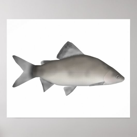 Perch Poster (Voorkant)