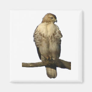 Perched Hawk Magneet