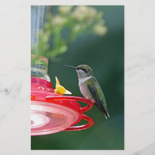 Perched Hummingbird Briefpapier